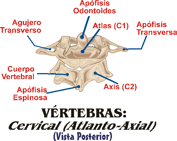 ARTICULACIN ATLANTO-AXIAL