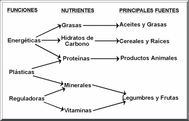 CLASIFICACIN DE LOS NUTRIENTES