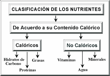 CLASIFICACIN DE LOS NUTRIENTES
