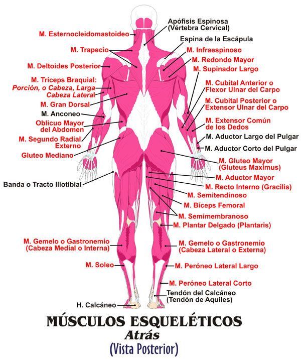 Músculos Esqueléticos © 2011 Edgar Lopategui Corsino