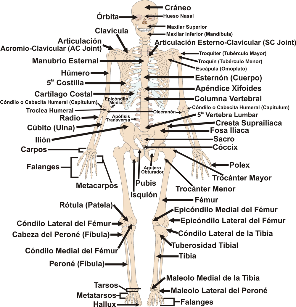 Huesos del CUERPO humano y sus nombres - con IMÁGENES y ESQUEMAS!